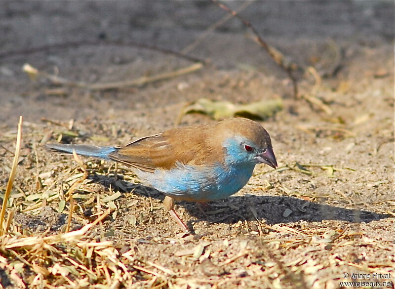 Cordonbleu de l'Angola mâle