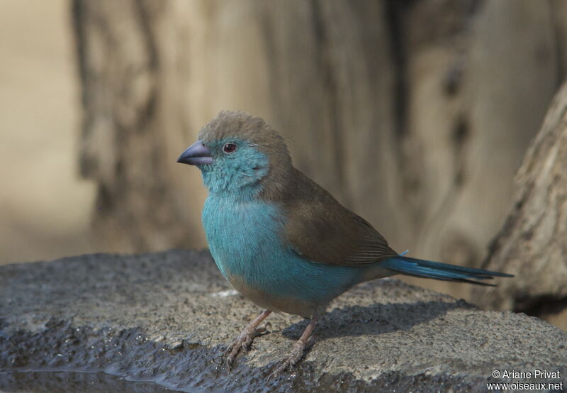 Blue Waxbill male adult