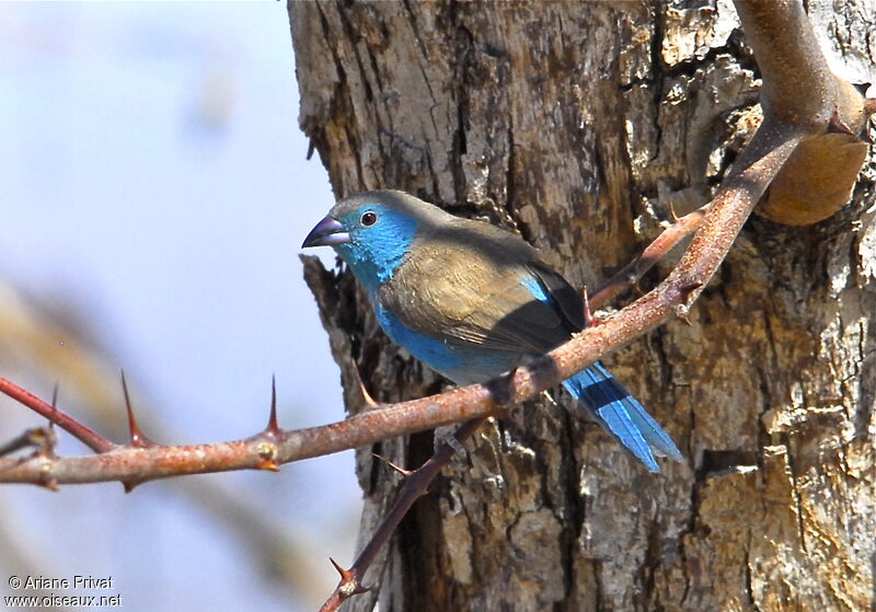 Blue Waxbill