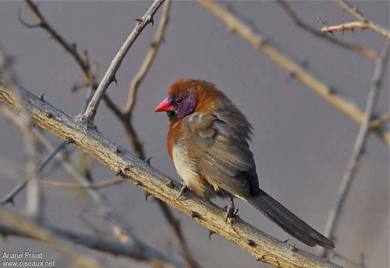 Violet-eared Waxbill male adult, habitat