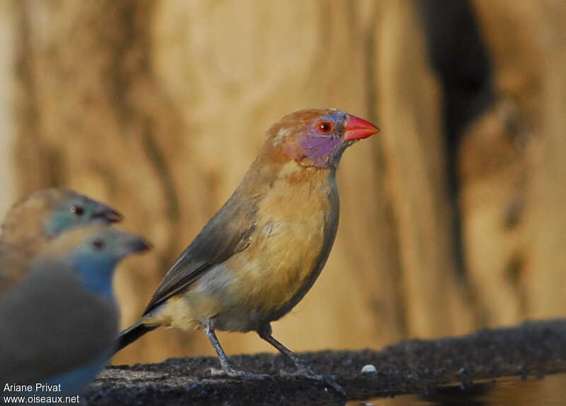 Violet-eared Waxbill female adult, identification