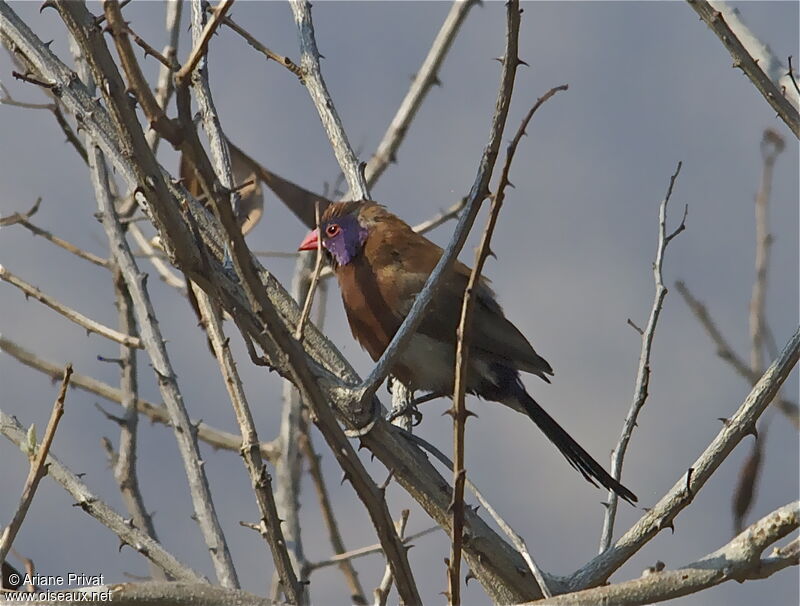 Violet-eared Waxbill male