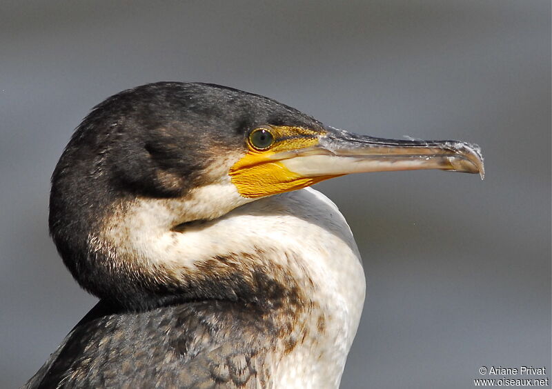 Cormoran à poitrine blanche