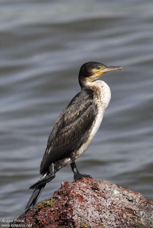 White-breasted Cormorantimmature, identification