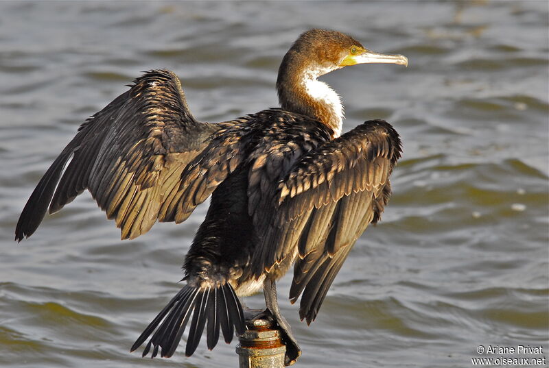 Cormoran à poitrine blanche