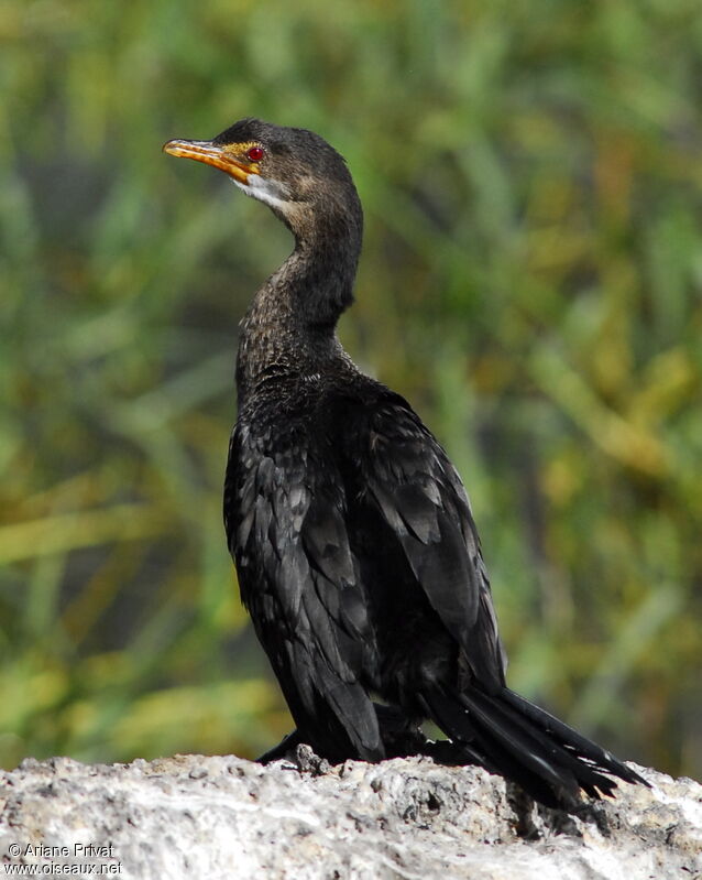 Cormoran africain