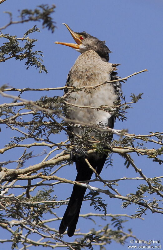 Reed Cormorant