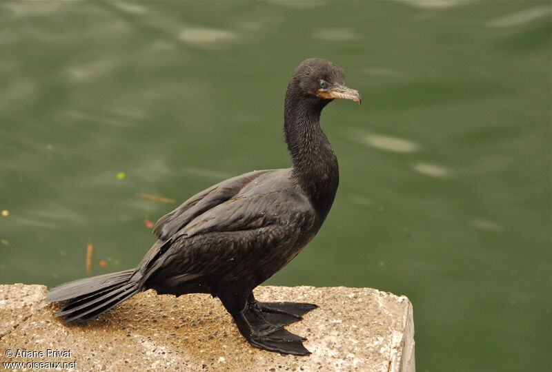 Cormoran vigua