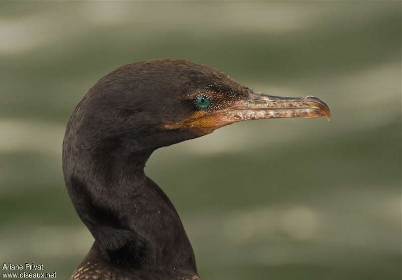 Cormoran viguaimmature, portrait