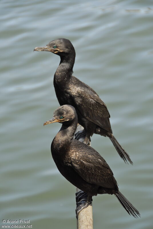 Neotropic Cormorant