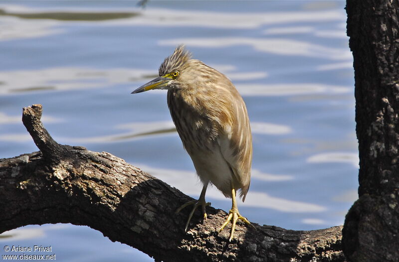 Indian Pond Heronimmature