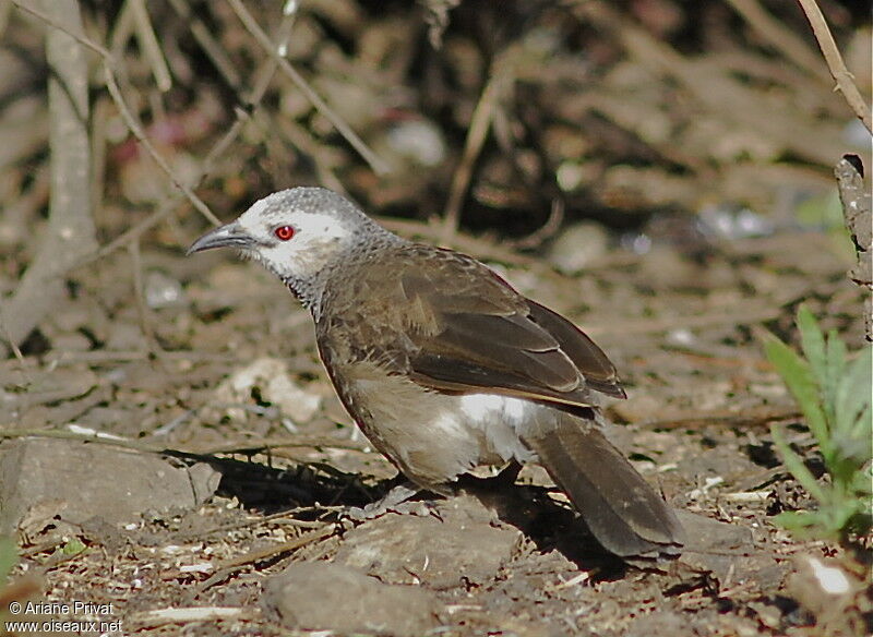 White-rumped Babbleradult