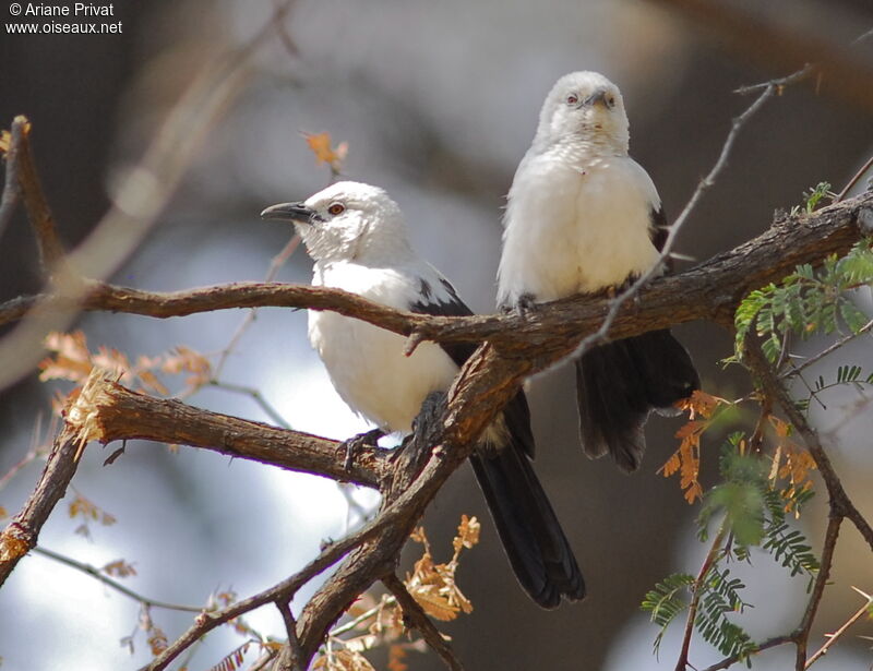 Southern Pied Babbler