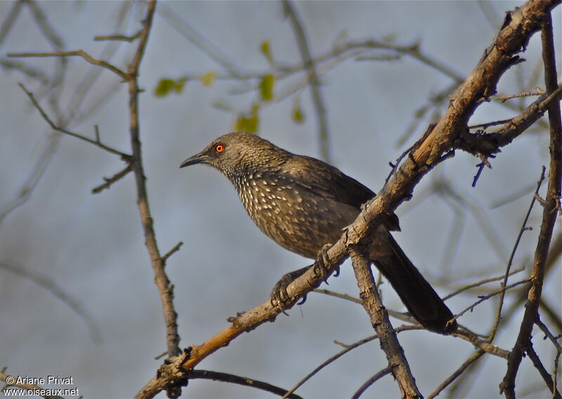 Arrow-marked Babbler