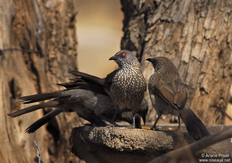 Arrow-marked Babbler