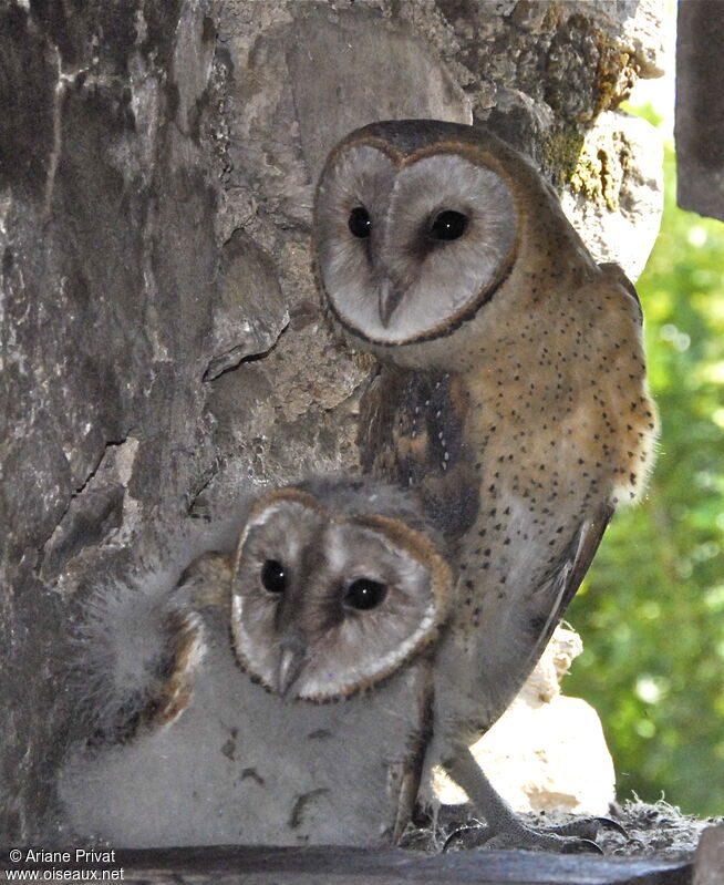 Western Barn Owl