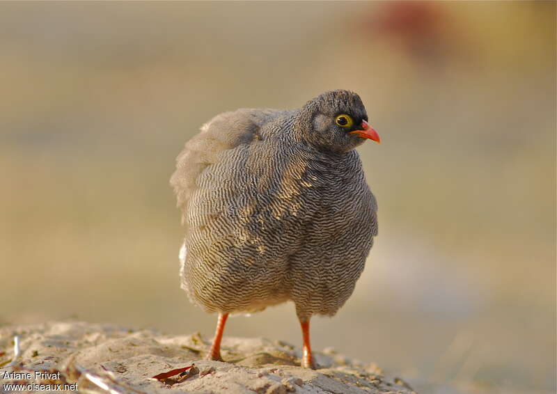 Red-billed Spurfowladult, aspect