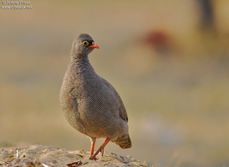 Red-billed Spurfowl