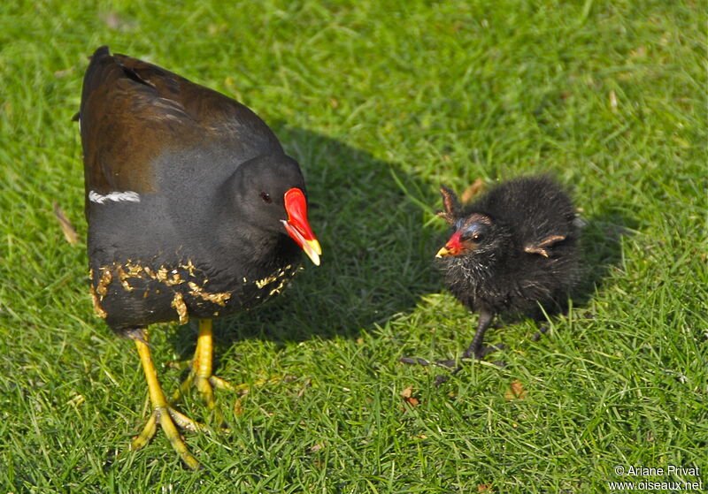 Gallinule poule-d'eau