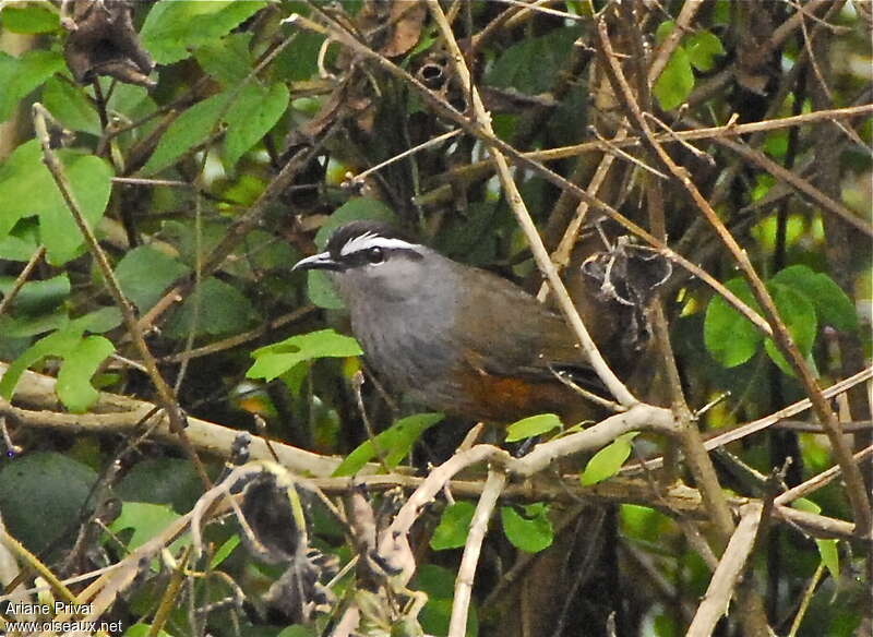 Palani Laughingthrush