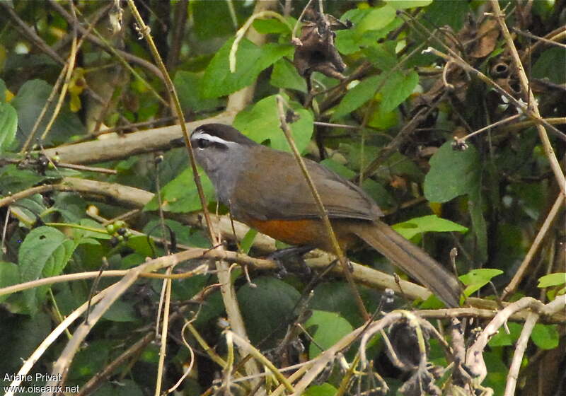 Palani Laughingthrush