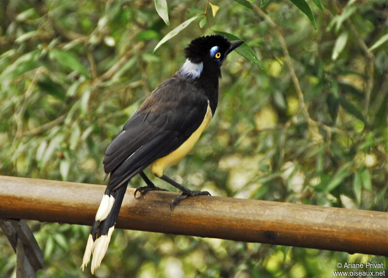 Plush-crested Jay