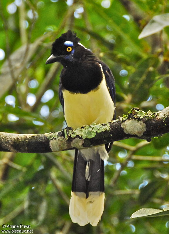 Plush-crested Jay