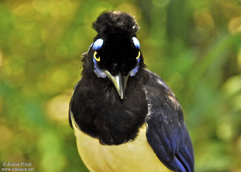 Plush-crested Jay