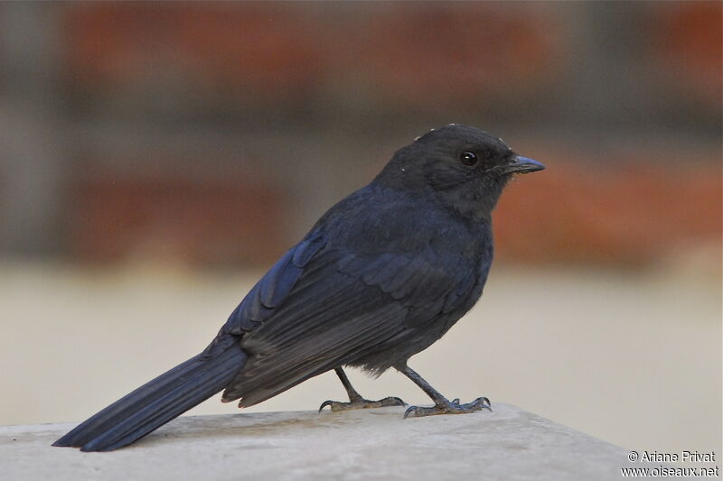 Gobemouche drongo