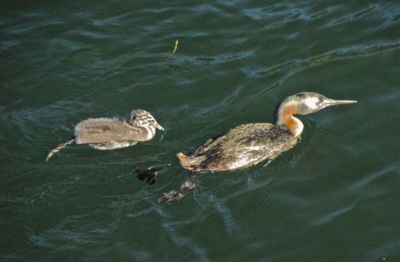 Great Grebe