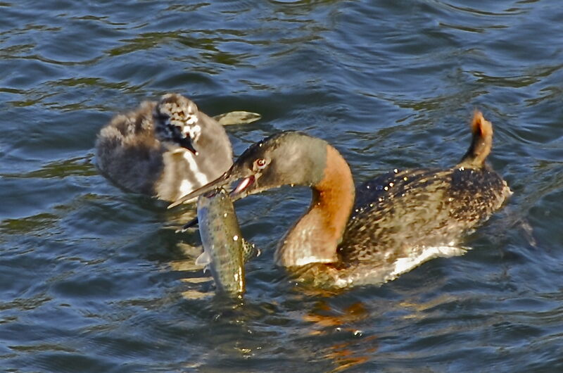 Great Grebe