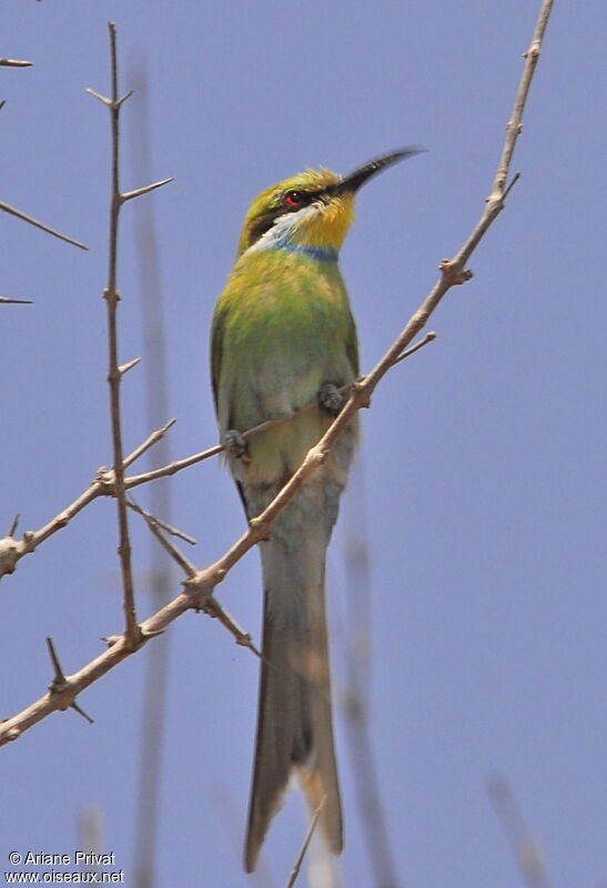 Swallow-tailed Bee-eater