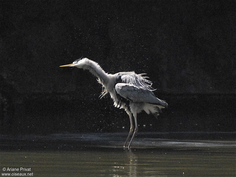 Grey Heron