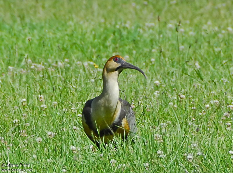 Black-faced Ibis