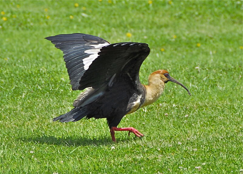 Black-faced Ibis