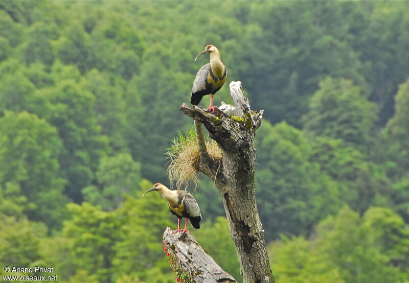 Black-faced Ibis