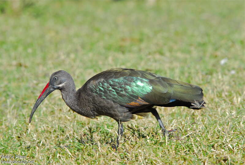 Hadada Ibisadult, walking, fishing/hunting