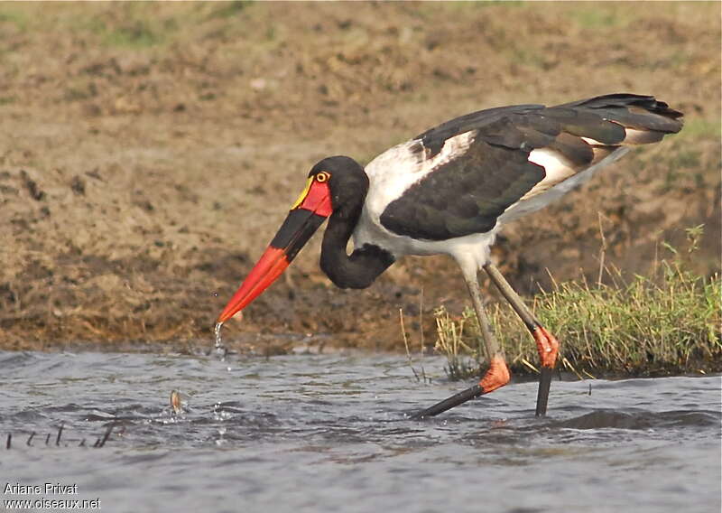 Saddle-billed Storkadult, fishing/hunting