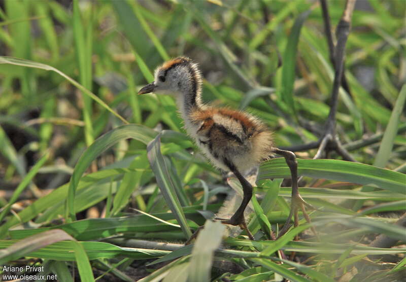 Jacana à poitrine doréePoussin, identification