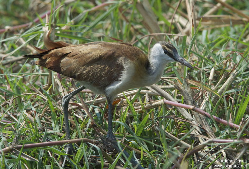 Jacana à poitrine doréeadulte