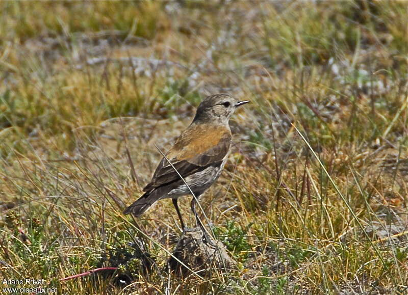 Lessonie des Andes femelle adulte, identification