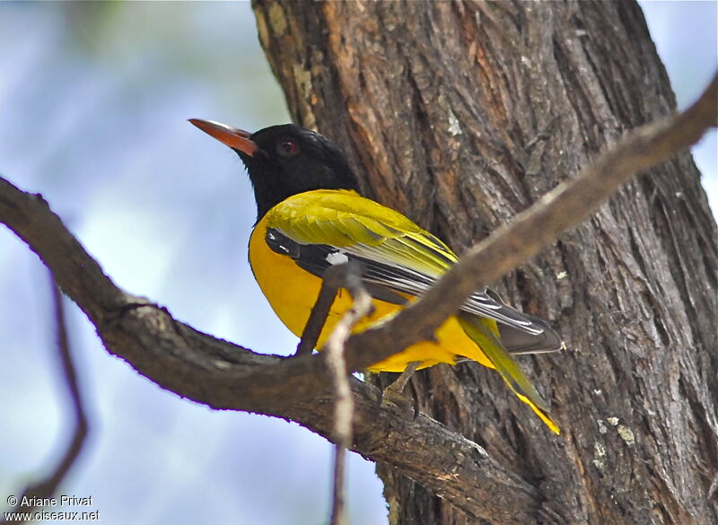 Black-headed Orioleadult