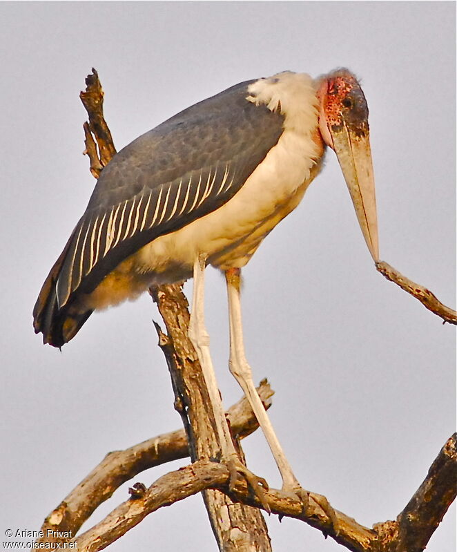 Marabou Stork