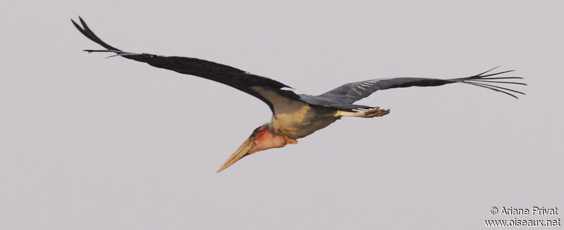 Marabou Stork