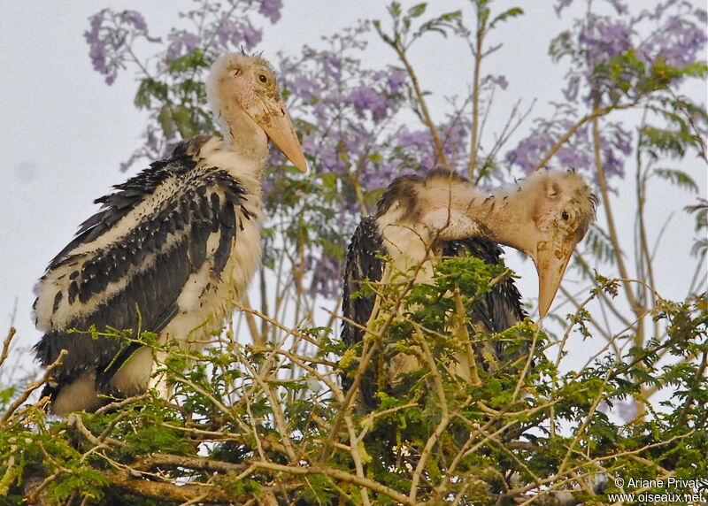 Marabou Storkimmature