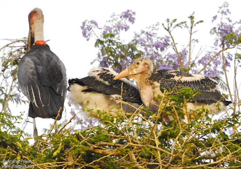 Marabou Stork