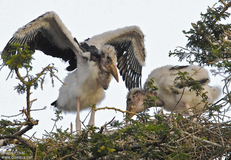 Marabou Storkjuvenile, identification