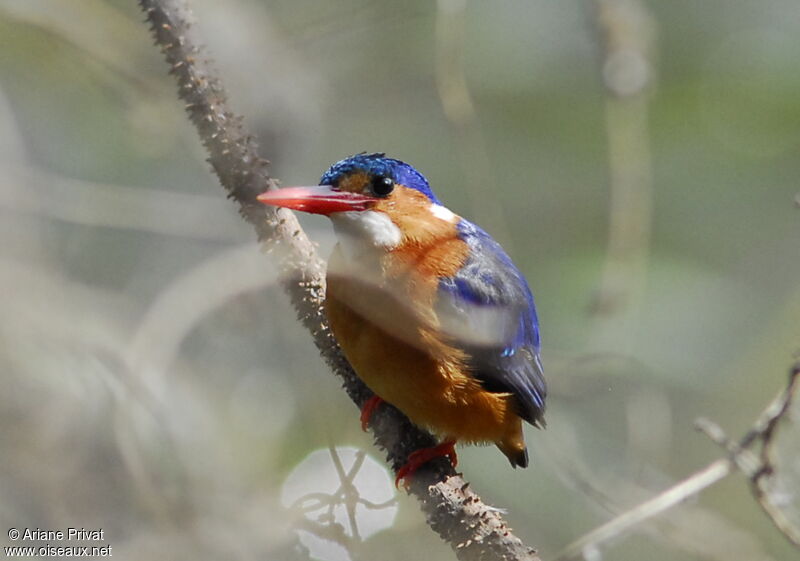 Malachite Kingfisheradult