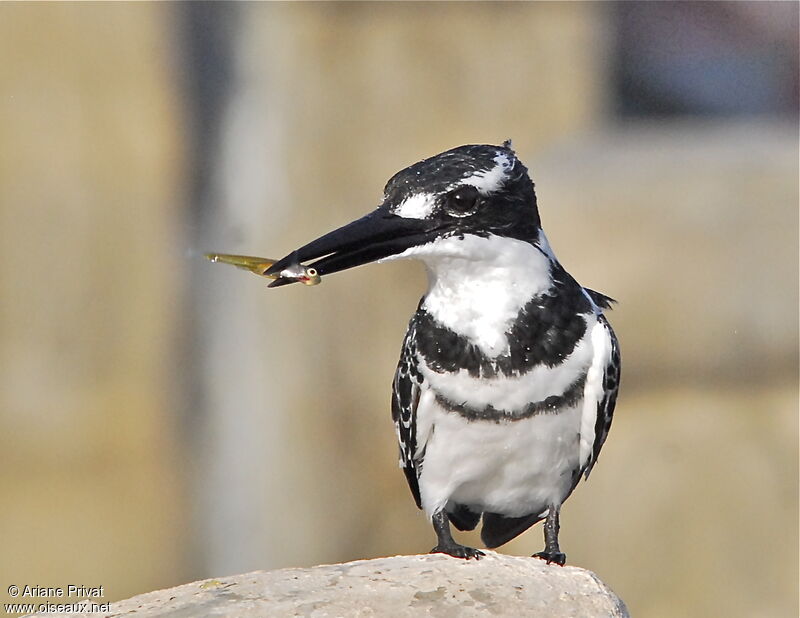 Pied Kingfisher male adult