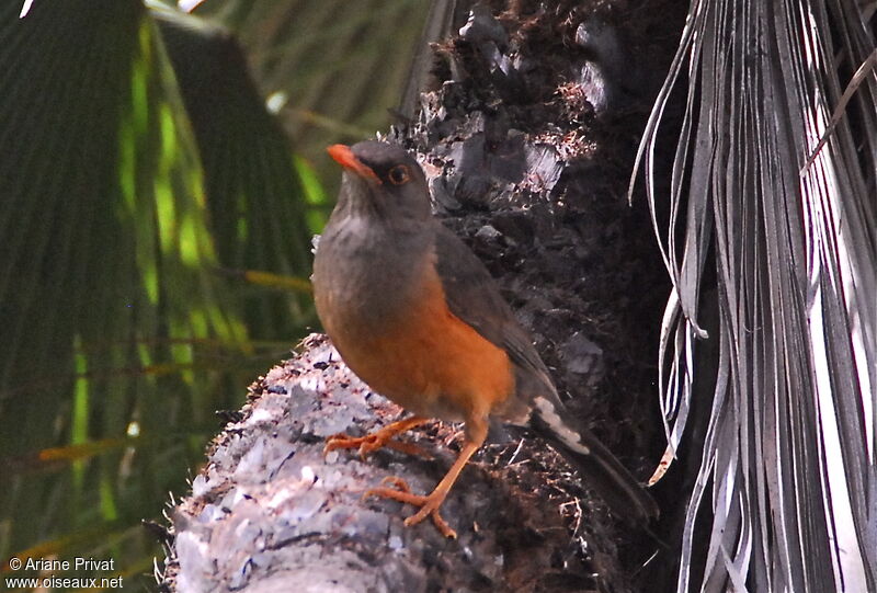 Abyssinian Thrushadult